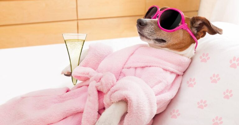 a small dog wearing pink sunglasses and a cozy robe, lounging with a champagne flute, embodying ultimate relaxation and calm.