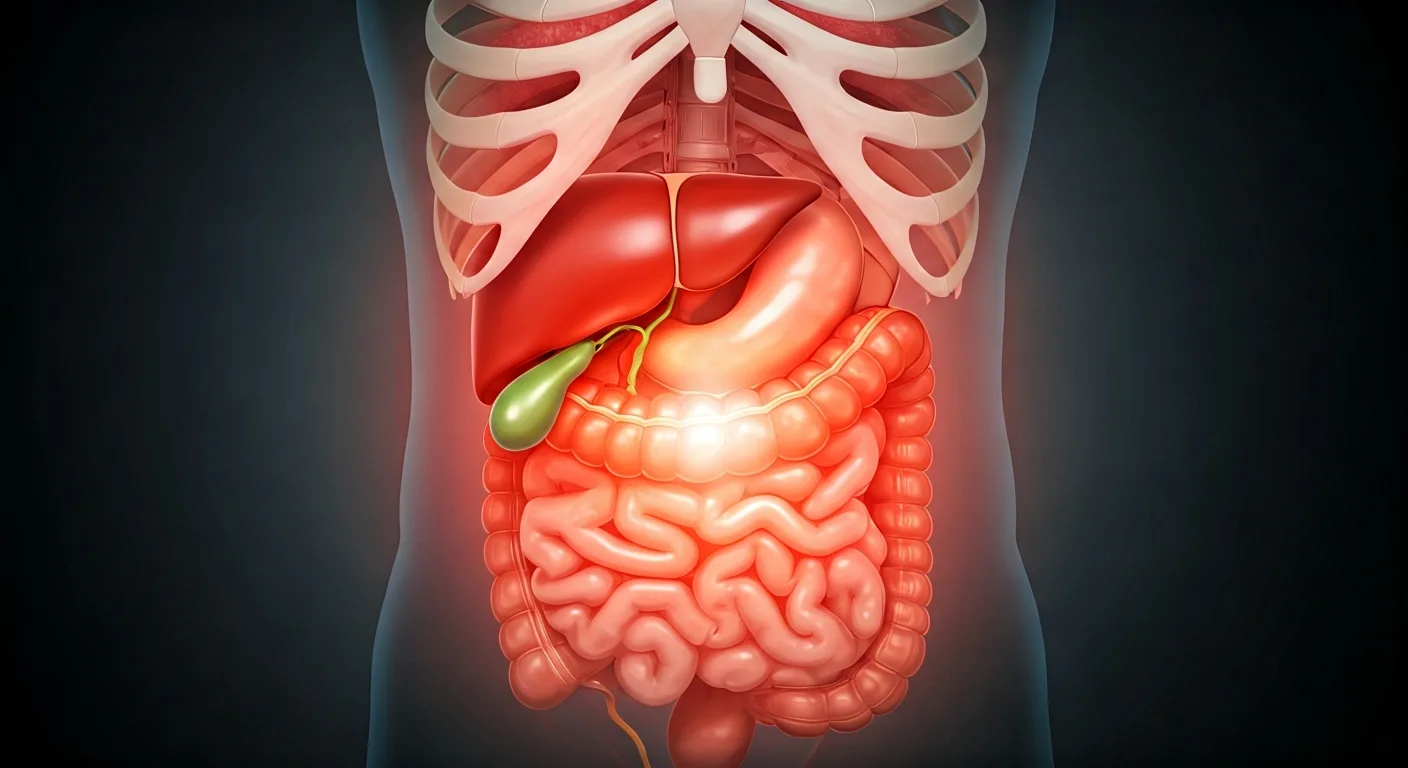 Trápí vás píchání pod pravým žebrem? Odhalte 13 šokujících příčin, které vás překvapí 1 Anatomický nákres orgánů pod pravým žebrem ukazující žlučník a játra jako nejčastější příčinu píchavé bolesti.